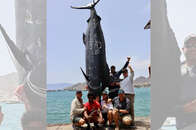 VÍDEO: grupo de pescadores da África do Sul captura marlim-azul gigante, de 621 kg